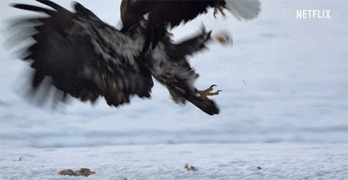 Eagles Fighting On Snow GIF