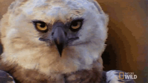 Eagles 498 X 280 Gif GIF