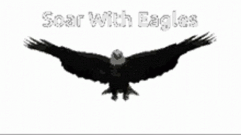 Soar With Eagles Flying GIF