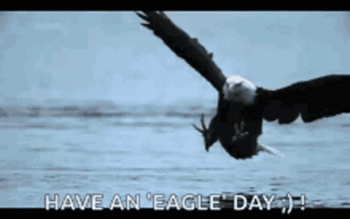 Eagles Have An Eagle Day GIF
