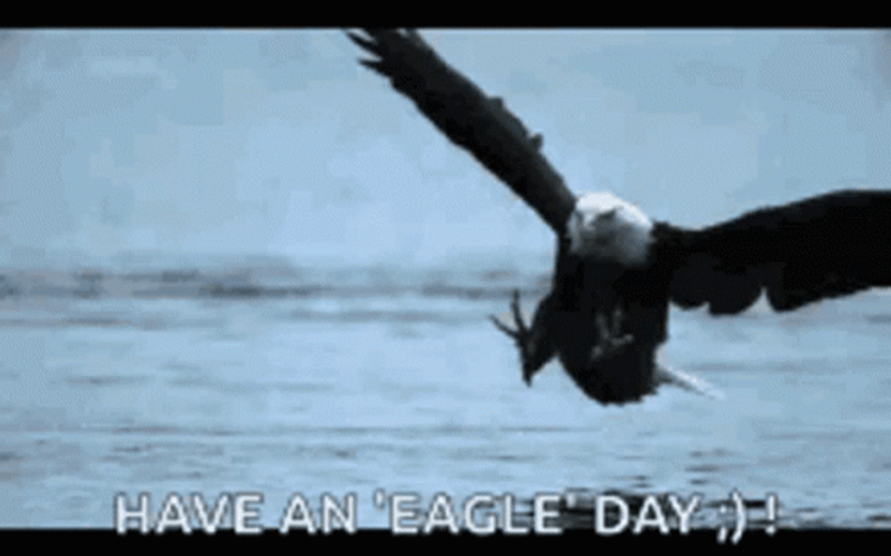 Eagles Have An Eagle Day GIF
