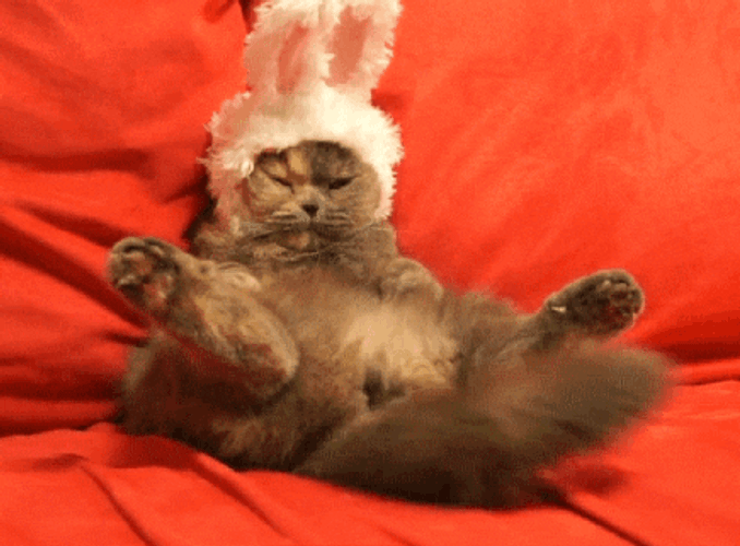 Easter Bunny Cat GIF