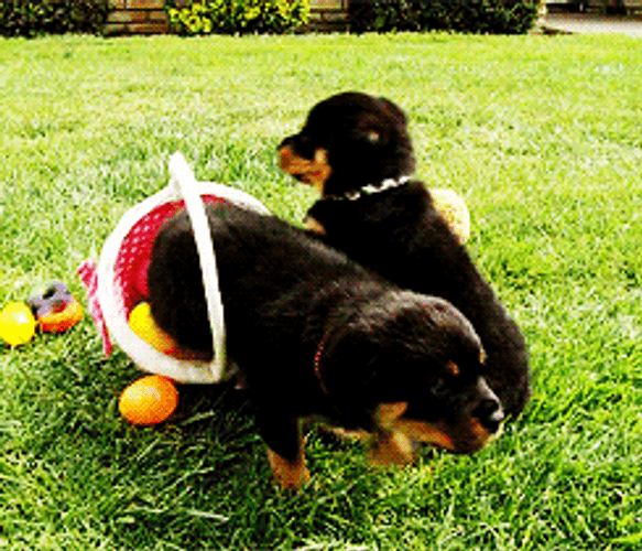 Easter Eggs Basket Dogs GIF