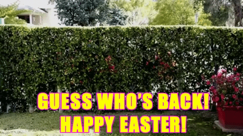 Easter Funny Bunny Hop GIF