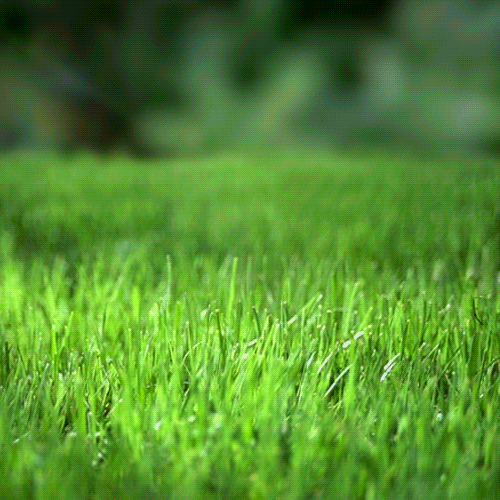 Easter Grass Field GIF