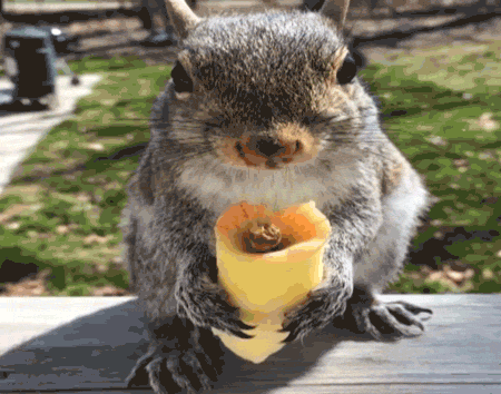 Eastern Gray Squirrel Funny Eating GIF
