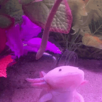 Eating Another Axolotl Tail Axolotl Meme GIF