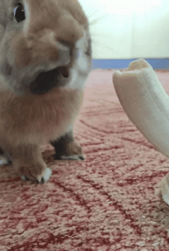 Brown Rabbit Eating Banana GIF