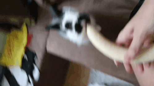 White And Spotted Rabbit Eating Banana GIF