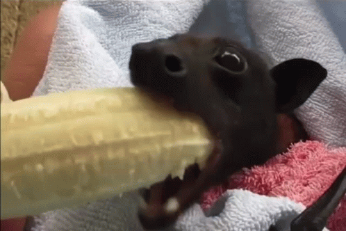 Little Bat Eating Banana GIF
