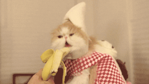 Eating Banana Cat Meme GIF