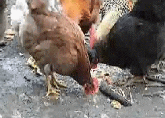 Eating Chicken Shocked GIF