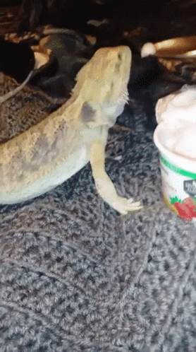 Eating Cream Bearded Dragon GIF