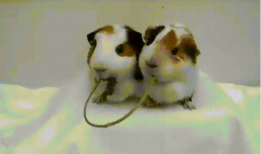 Eating Hamsters Cute Smooch GIF