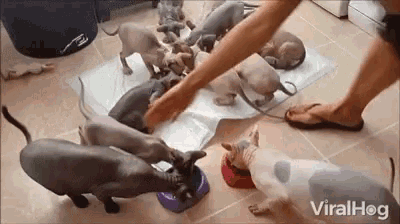 Eating Lunch Feasting Gif GIF