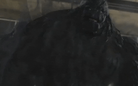 Eating Monster Approaching Inside House GIF