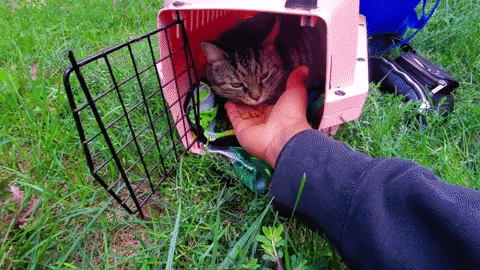 Eating Moving Cat On Hand GIF