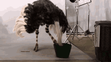 Eating Ostrich Covering Its Face With Wings GIF