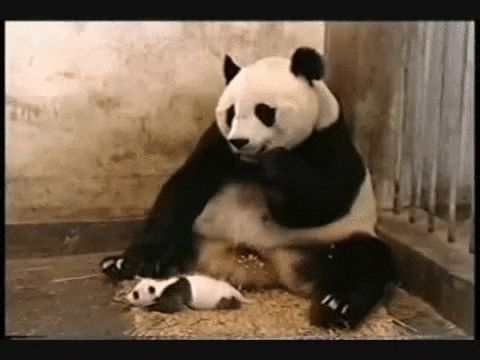 Eating Panda Sneeze GIF