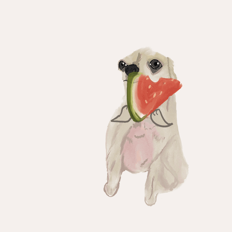 Eating Watermelon Chihuahua Yum GIF