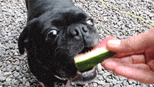 Eating Watermelon Dog Rescue Pug GIF