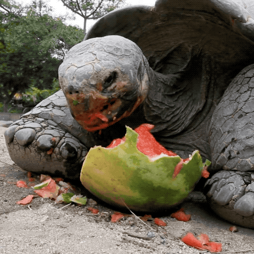 Eating Watermelon Galapagos Tortoise GIF