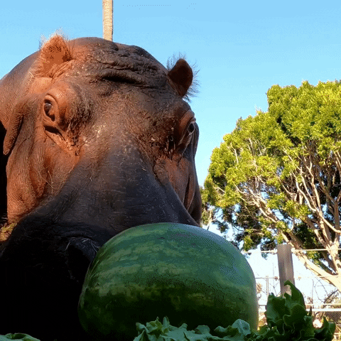 Eating Watermelon Hippo San Diego Zoo Wildlife GIF