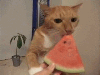 Eating Watermelon Human Feed Cat GIF