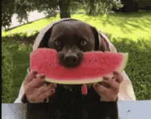 Eating Watermelon Hungry Dog Messy Eater GIF