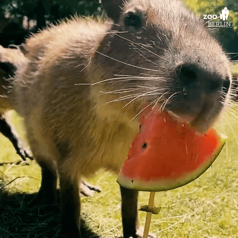Eating Watermelon Zoo Berlin Capybara GIF
