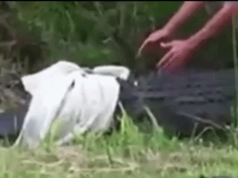 Ed Orgeron Wrestling Blindfolded Crocodile GIF