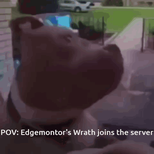 Edgemontor's Wrath Joins the Server Dog