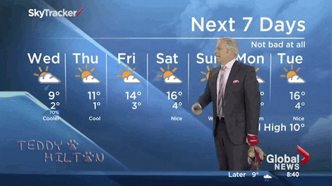 Edmonton Weatherman Plays With Dog GIF