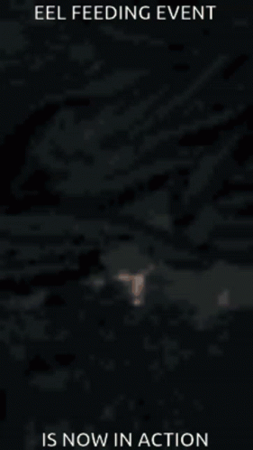Eel Feeding Event Now In Action GIF