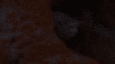 Eel Hiding Opening Mouth GIF