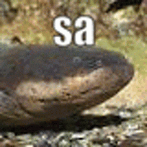 Eel Sa Bru I'm Electrifying GIF