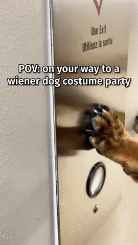 Eggplant Weiner Dog In Elevator GIF