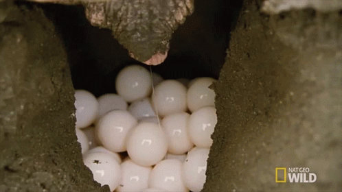Eggs in Hole Saying Nat Geo Wild