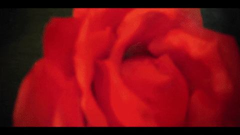 Egirl Dwarf Rose Flower GIF