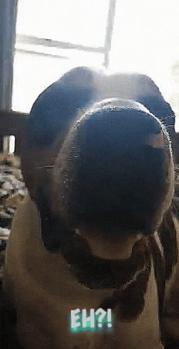 Eh Confused Dog Surprised GIF