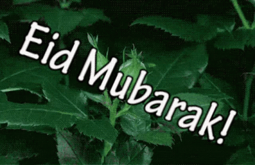Eid Mubarak Budding Rose GIF