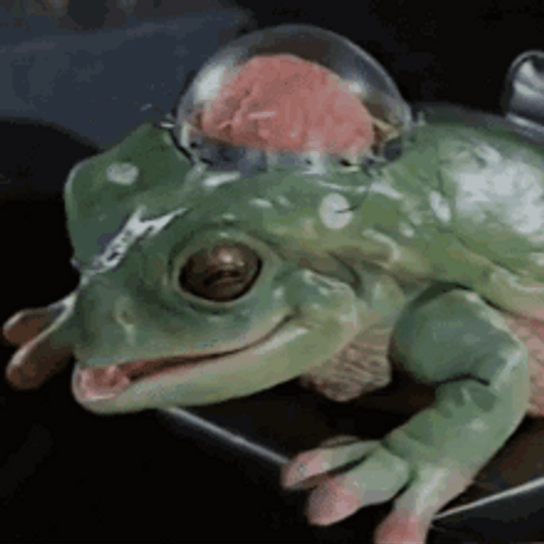 Einstein Brain Frog GIF 