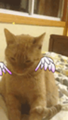 El Gato Meme Cat Angel GIF