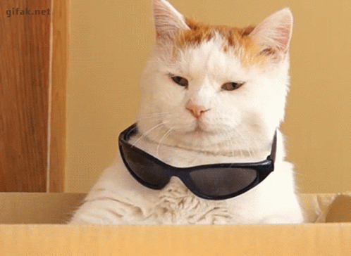 El Gato Meme Cool Wearing Shades GIF
