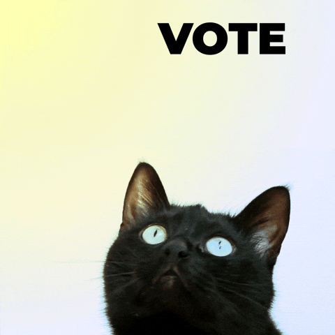 Election Day Cat Following Vote Direction GIF