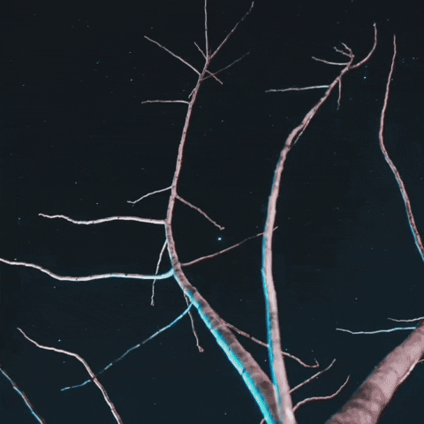 Electric Eel At Night GIF