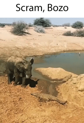 Elephant and Crocodile Near Water Saying Scram Bozo