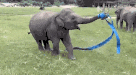 Elephant Crazily Moving GIF