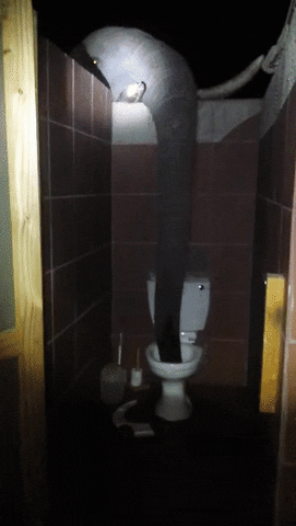 Elephant Drinking Water From Toilet Bowl GIF