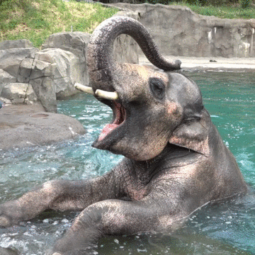 Elephant Eating Watermelon GIF